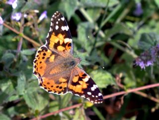 Diken Kelebei (Vanessa cardui)