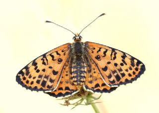 Benekli parhan (Melitaea didyma)