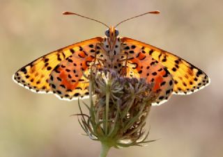 Benekli parhan (Melitaea didyma)