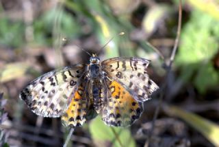 Benekli parhan (Melitaea didyma)