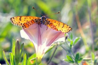 Benekli parhan (Melitaea didyma)