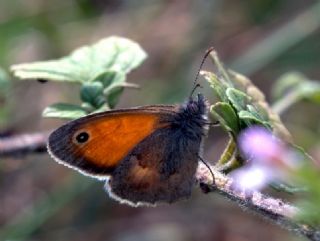 Kk Zpzp Perisi (Coenonympha pamphilus)