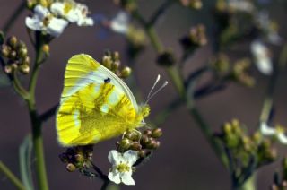 Byk Mor Bakr Gzeli (Lycaena alciphron)