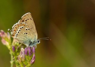 Kk Benekli Sevbeni (Satyrium ledereri )