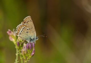 Kk Benekli Sevbeni (Satyrium ledereri )