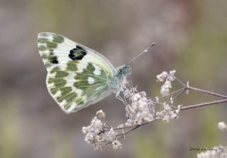 Yeni Beneklimelek (Pontia edusa)