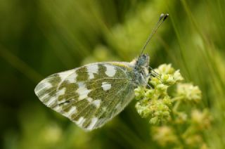 Yeni Beneklimelek (Pontia edusa)