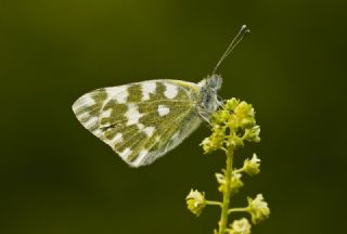 Yeni Beneklimelek (Pontia edusa)