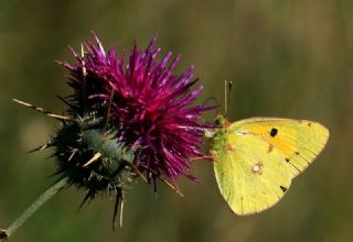 Sar Azamet (Colias croceus)