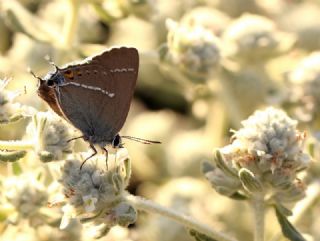 Gzel Sevbeni (Satyrium spini)