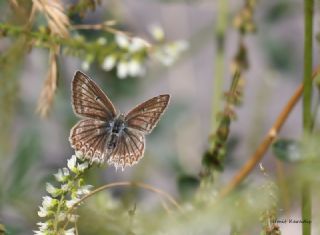okgzl Dafnis (Polyommatus daphnis)