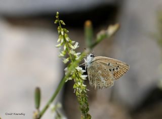 okgzl Dafnis (Polyommatus daphnis)