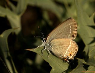 Sevbeni (Satyrium abdominalis)