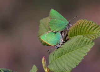 Zmrt (Callophrys rubi)