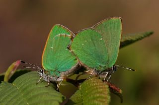 Zmrt (Callophrys rubi)