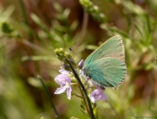 Zmrt (Callophrys rubi)