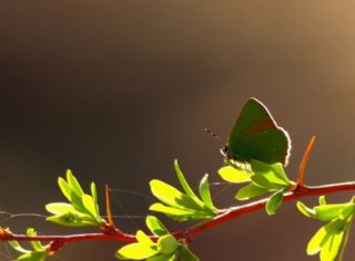 Zmrt (Callophrys rubi)