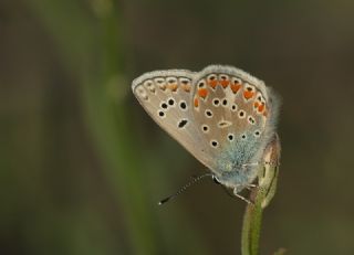 okgzl Meneke Mavisi (Polyommatus thersites)