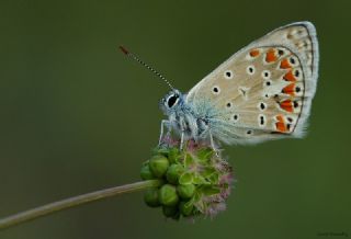 okgzl Meneke Mavisi (Polyommatus thersites)