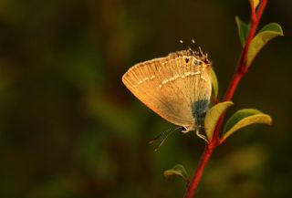 Minik Sevbeni (Satyrium acaciae)