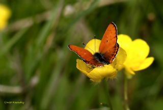 Kk Ate Gzeli (Lycaena thersamon)