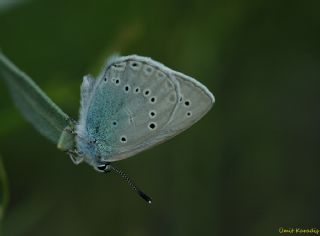 Anadolu Devmavisi (Iolana lessei)