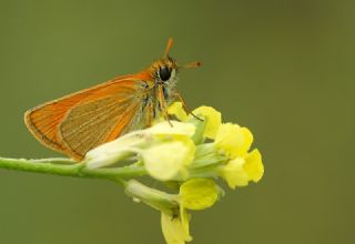 Sar Antenli Zpzp (Thymelicus sylvestris)