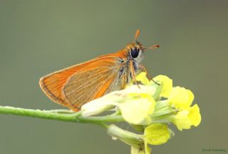 Sar Antenli Zpzp (Thymelicus sylvestris)