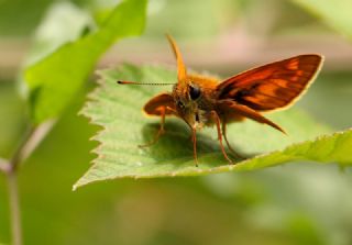 Orman Zpzp (Ochlodes sylvanus)