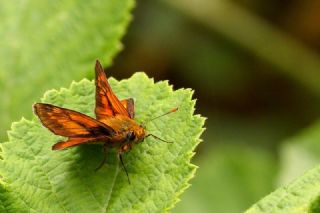 Orman Zpzp (Ochlodes sylvanus)