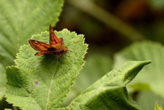 Orman Zpzp (Ochlodes sylvanus)