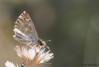 ark Zpzp (Carcharodus orientalis)