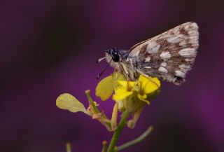 Kzl Zpzp (Spialia orbifer)