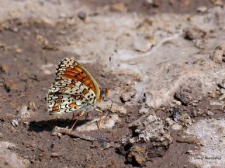 Cezayirli parhan (Melitaea ornata)