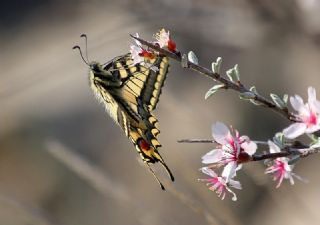 Krlangkuyruk (Papilio machaon)