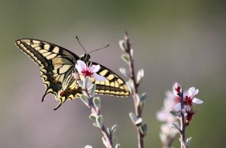 Krlangkuyruk (Papilio machaon)