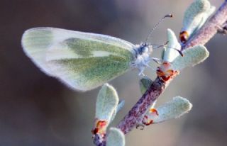 Doulu Narin Orman Beyaz (Leptidea duponcheli)