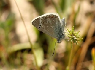 okgzl Kk Turan Mavisi (Polyommatus cornelius)