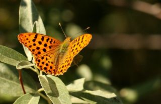 spanyol Kraliesi (Issoria lathonia)