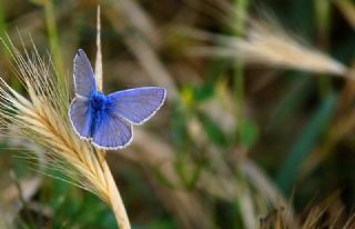 okgzl Mavi (Polyommatus icarus)