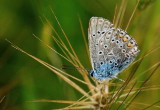 okgzl Amanda (Polyommatus amandus)