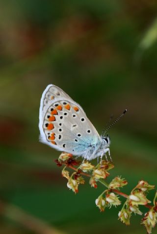 okgzl Mavi (Polyommatus icarus)