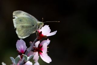 Kk Beyazmelek (Pieris rapae)