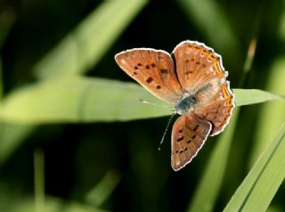 Byk Mor Bakr Gzeli (Lycaena alciphron)