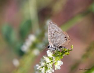 Mavi Zebra (Leptotes pirithous)