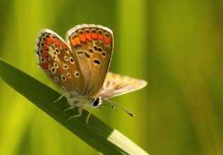 okgzl Esmer (Aricia agestis)