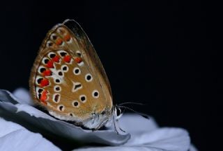 okgzl Mavi (Polyommatus icarus)