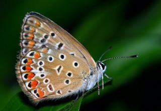 okgzl Mavi (Polyommatus icarus)