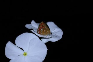 okgzl Mavi (Polyommatus icarus)