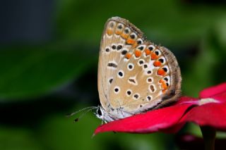 okgzl Mavi (Polyommatus icarus)